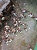 上海白玉蜗牛价格白玉蜗牛养殖场