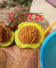 京门麻核桃教你麻核桃青皮怎么开图片