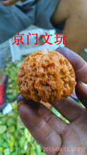 麻核桃青皮下树啦图片