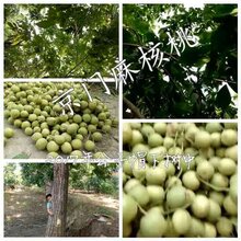 文玩麻核桃青皮狮子头麒麟纹满天星四座楼野生特大收藏级一对精品图片