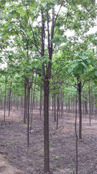 綠園苗圃供應1-35公分大小規(guī)格楸樹，梓樹