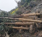 四川移植香樟树、全冠香樟、熟货香樟、生货香樟批发商，香樟树价格咨询请联系汇泷园艺