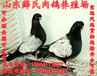 肉鸽养殖肉鸽销售肉鸽养殖技术肉鸽品种