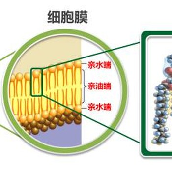 吉林长春绿园区安利专卖绿园区安利产品哪有卖