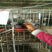 广东广西广式鸽子笼1.35x2米1.5x2米肉鸽养殖笼
