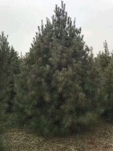 白皮松白皮松价格优质白皮松图片