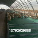 羊用漏粪板厂家批发羊用塑料漏粪板羊床漏粪地板