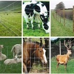 牧羊网养羊网草原网牧场土地隔离围栏网图片4