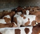 山西晋伟牧业常年出售肉牛牛犊小牛种牛价格便宜送牛到家保证质量