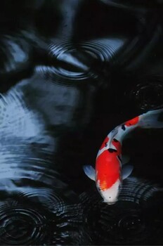 青島假山魚池水循環(huán)哪家好富邦魚池過濾器