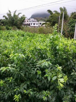 陽(yáng)江銀妃三華李樹苗多少錢