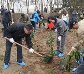 上海植树节主题团建活动绿色植树土灶烧饭团建游戏DIY风筝