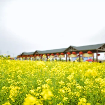 奉贤庄行菜花节吃羊肉摘草莓户外真人CS野炊烧烤一日游