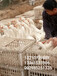 淘汰鸡笼批发价格毛鸡周转笼热销活禽活兔运输箱厂家