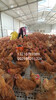 平养鸡鸭用塑料垫板漏粪板厂家育雏鸭用板床批发