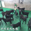 羊用糞板塑料羊墊板種羊羊床供應商