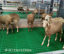羊猪用塑料粪板羊床规格羊粪漏板价格图片
