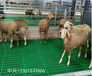 新式羊舍粪板羊圈铺板羊床羊粪板