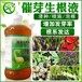 黄精生长期用什么生物有机肥料