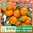 抚顺市水果批发市场早熟柑橘代收价格江西赣南特早柑子那里便宜图片