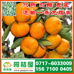 2017年临汾市早熟橘子货源充足湖北宜都早熟柑桔农产品市场
