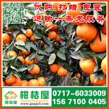河南省周口市特早蜜橘销售价格江西赣州特早桔子新行情图片3