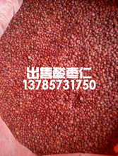 出售酸枣仁,出售200万野生酸枣苗图片