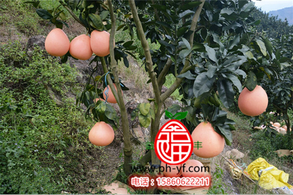 三红柚套袋技术,三红柚套袋视频