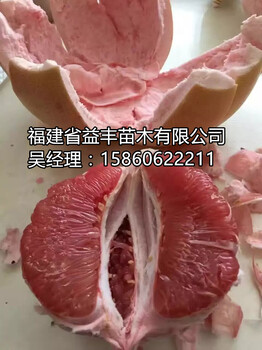 三紅蜜柚苗一棵多少錢三紅柚子苗價格哪里有三紅蜜柚苗