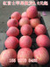上海紅富士蘋果產地上海紅富士蘋果基地價格