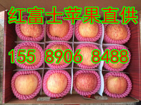 罗源县油桃直供哪里的油桃便宜图片1