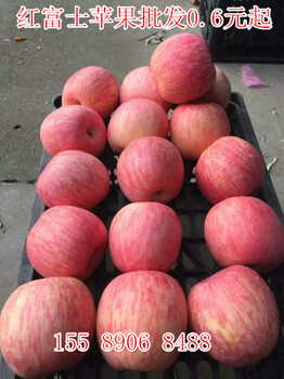五河县红富士苹价格全国苹果主产区沂蒙山基地