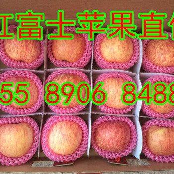 界首苹果批发全国苹果主产区沂蒙山基地
