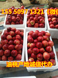 南陵县中油5号油桃产地油桃果园直供价格低图片0