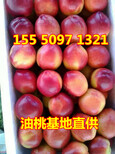 南陵县中油5号油桃产地油桃果园直供价格低图片3