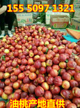 罗源县油桃直供哪里的油桃便宜图片4