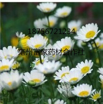 亳菊種植方法