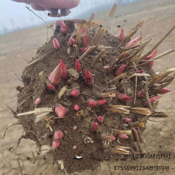 白芍芽价格