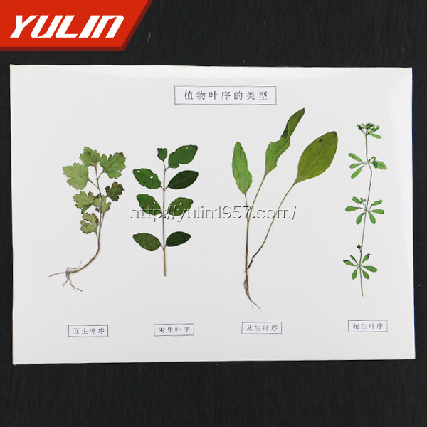 河南标本价格叶序类标本生动逼真可观赏教学植物标本,生物仪器,腊叶