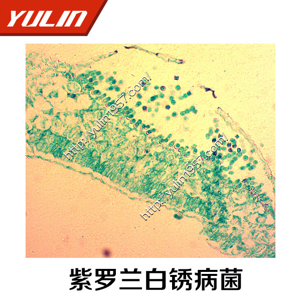 生物标本紫罗兰白锈病菌厂家河南雨林教育