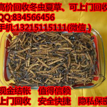 东莞莞城哪有回收虫草，莞城大量回收虫草