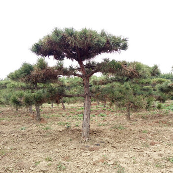 泰安造型松_泰安迎客松_泰安松树_泰安油松_泰安黑松_泰安风景松