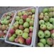 山东苹果产地在哪里早熟辽伏，藤木苹果价格