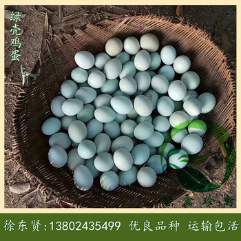 广东绿壳蛋鸡苗-五黑一绿蛋鸡苗全年发往全国
