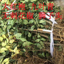 秦安大红袍大红袍批发花椒小苗图片