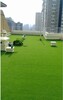 北京塑料草坪厂家