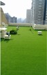 哪里有卖北京假草坪供应直销图片