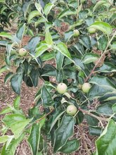 泰安有鲁丽苹果苗烟富8苹果苗维纳斯黄金苹果苗图片