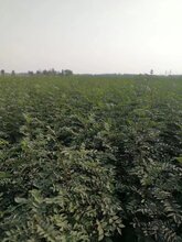 苗圃有50公分以上花椒苗低价批发大红袍花椒图片