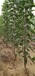 吉塞拉砧木价格矮化大樱桃品种苗